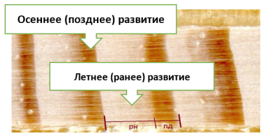 Ширина годичных колец в летний и осенний период роста