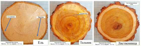 Состояние спилов ели, тальника и лиственницы