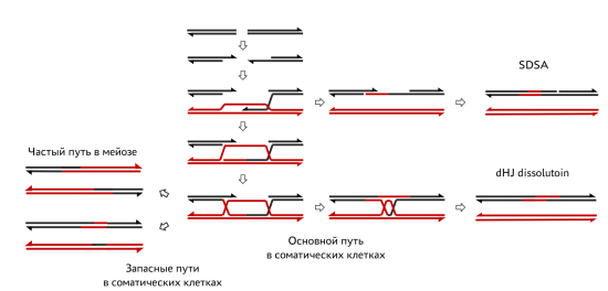 Гомологичная репарация