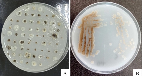 Обнаружение бактерий рода Azotobacter в исследуемых почвенных образцах методом почвенных комочков (А) и выделение бактерий в чистую культуру методом истощающего штриха (В)