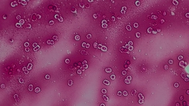 Микрофотография штамма Azotobacter «С 17», используемого в эксперименте (увеличение 1000×)