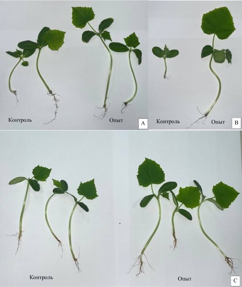 Результаты эксперимента: А — рассада огурца, выращенная на почве, собранной с территории Оренбургского гелиевого завода ООО «Газпром добыча Оренбург»; В — рассада огурца, выращенная на почве, собранной с территории АО «Новотроицкий цементный завод» г. Новотроицк; С — рассада огурца, выращенная на почве, собранной с Буруктальского никелевого карьера, Светлинский район